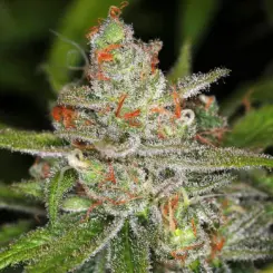 Jack Skellington F2 Cannabis Seeds by Subcool Seeds