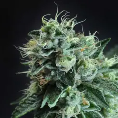Jesus OG BX Cannabis Seeds by Subcool Seeds