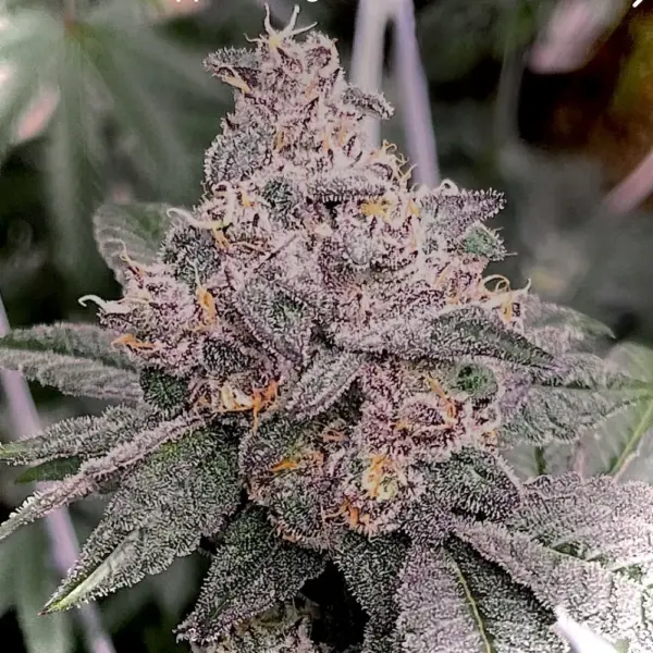 Kalimotxo Cannabis Seeds by Dungeon Vault Genetics
