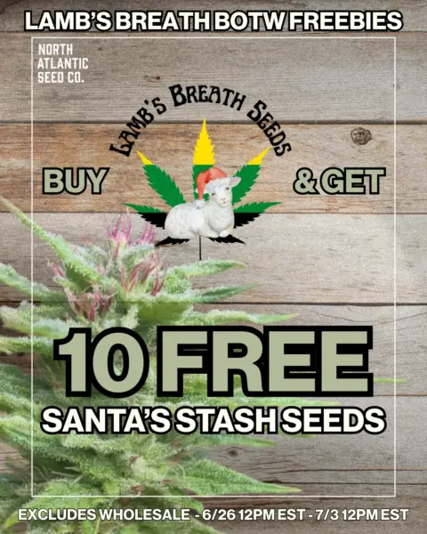 Lamb's Breath Seeds's promotional image