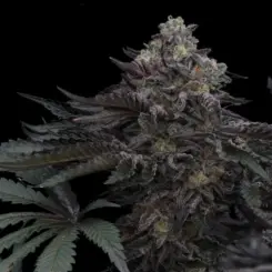Lazer Wolf BX Cannabis Seeds by Ziplock Seeds
