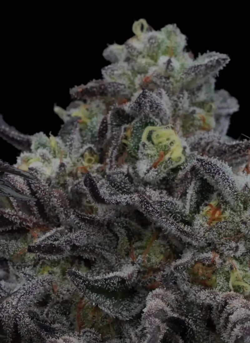 Lazer Wolf BX Cannabis Seeds by Ziplock Seeds