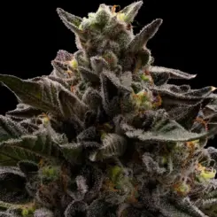 Macaveli Cannabis Seeds by Ziplock Seeds