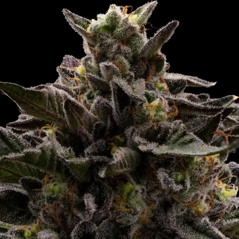 Macaveli Cannabis Seeds by Ziplock Seeds