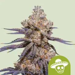 Mexican Rush Auto Cannabis Seeds by Royal Queen Seeds
