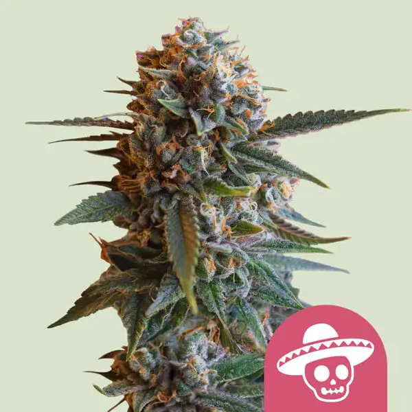 Mexican Rush Cannabis Seeds by Royal Queen Seeds