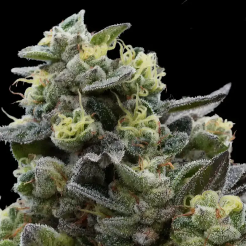 Mochi Crunch Cannabis Seeds by Ziplock Seeds