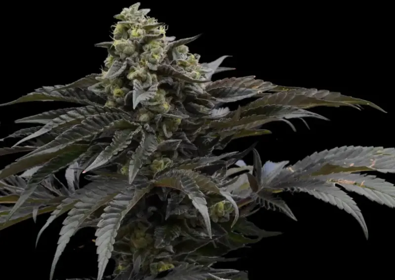 Mochi Crunch Cannabis Seeds by Ziplock Seeds