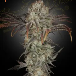 Money Maker Cannabis Seeds by Greenhouse Seed Co.