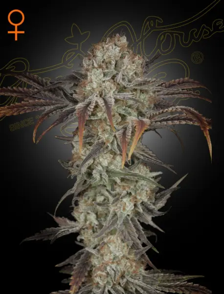 Money Maker Cannabis Seeds by Greenhouse Seed Co.