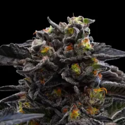 Neon Wolf Cannabis Seeds by Ziplock Seeds