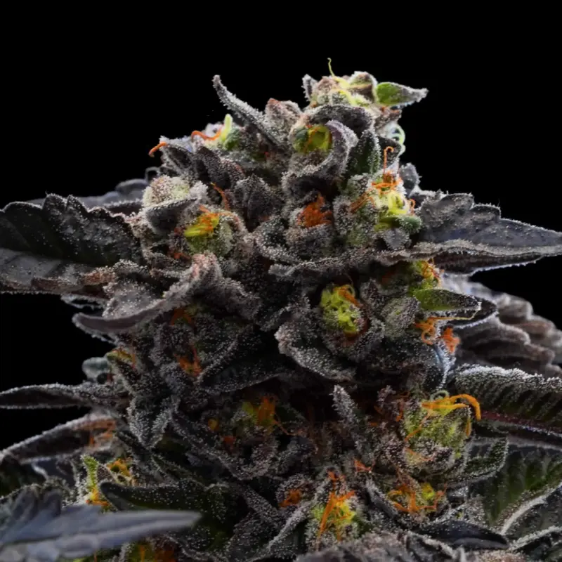 Neon Wolf Cannabis Seeds by Ziplock Seeds