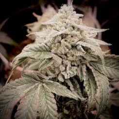 Paradise Candy Cannabis Seeds by Dungeon Vault Genetics