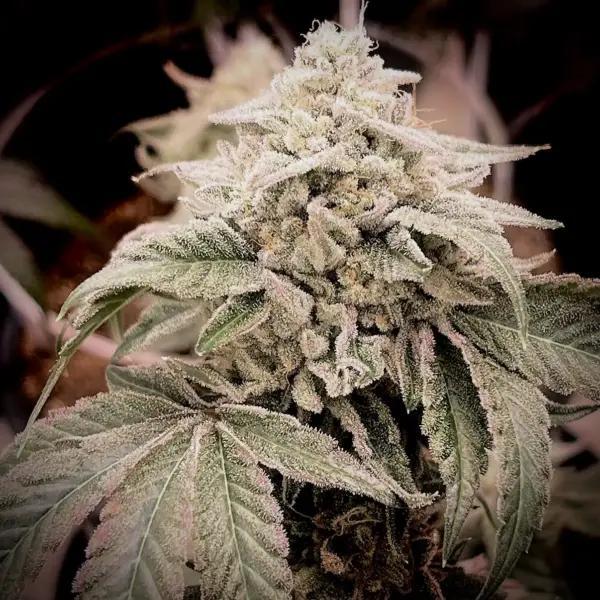 Paradise Candy Cannabis Seeds by Dungeon Vault Genetics