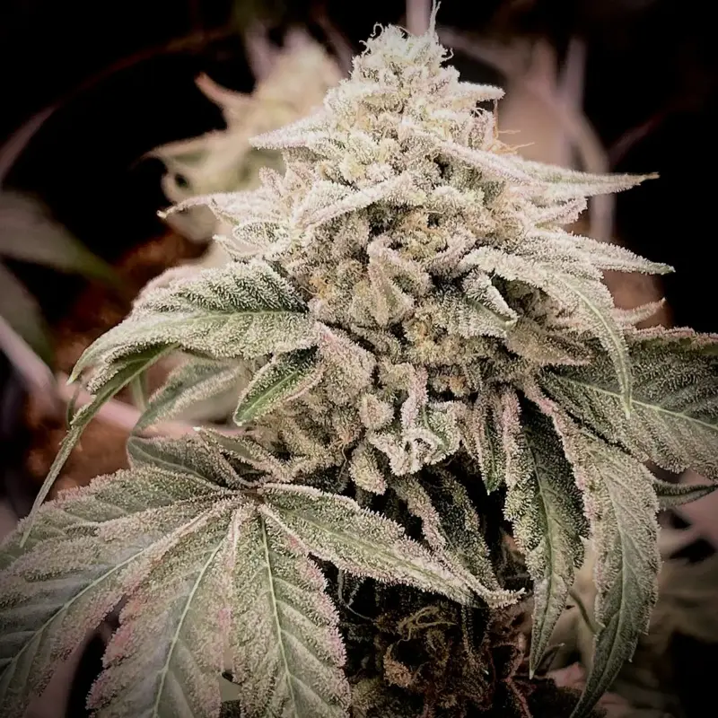 Paradise Candy Cannabis Seeds by Dungeon Vault Genetics
