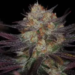 Querkle BX Cannabis Seeds by Subcool Seeds