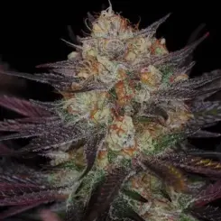 Querkle F2 Cannabis Seeds by Subcool Seeds