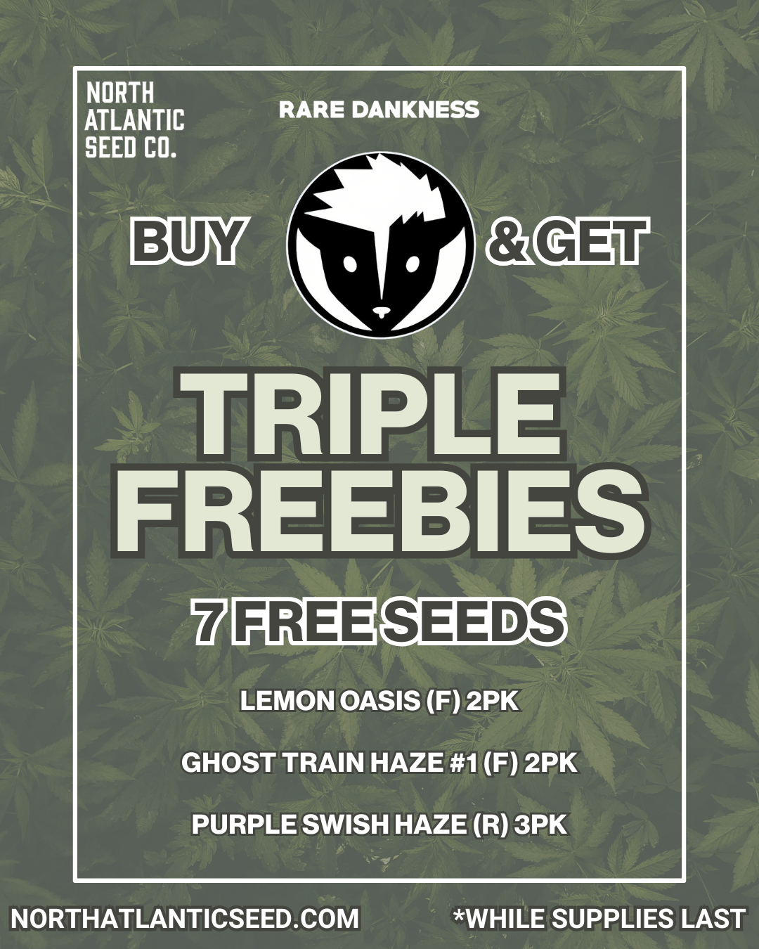 Rare Dankness cannabis seeds