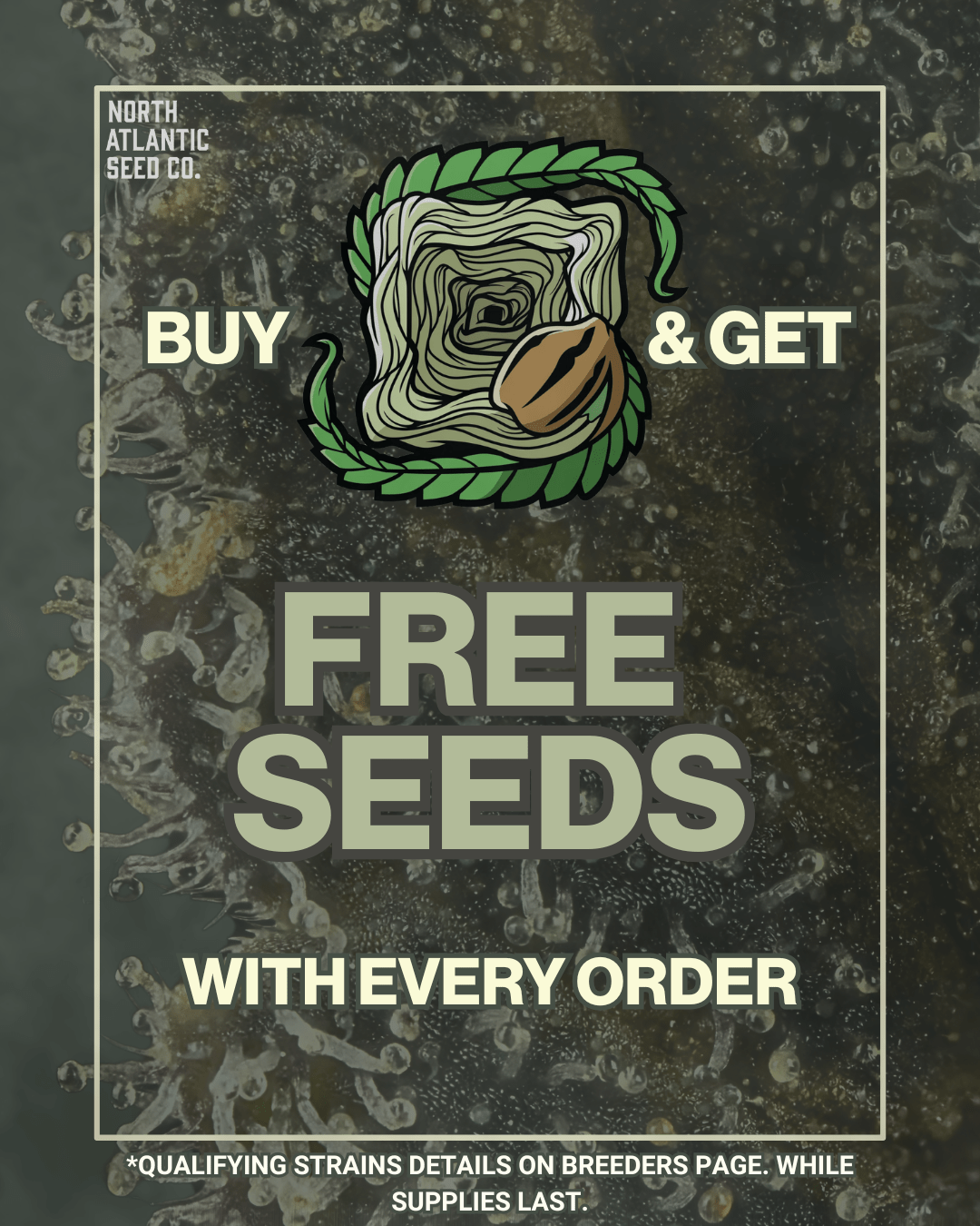 Square One Genetics cannabis seeds
