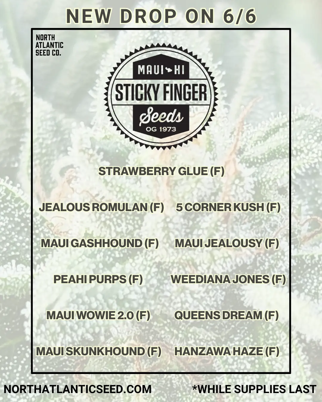 Sticky Fingers New Strains cannabis seeds