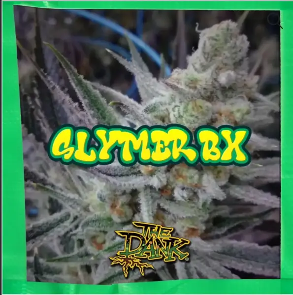 Slymer BX Cannabis Seeds by Subcool Seeds