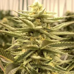 Slymer S1 Cannabis seeds by Subcool Seeds