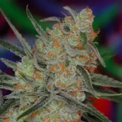 Space Queen BX Cannabis Seeds by Subcool Seeds