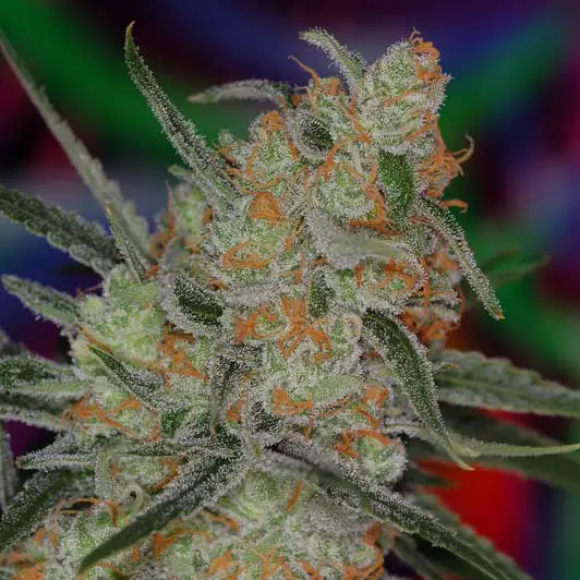 Space Queen BX Cannabis Seeds by Subcool Seeds