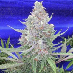 Space Queen Remixed Cannabis Seeds by Subcool Seeds