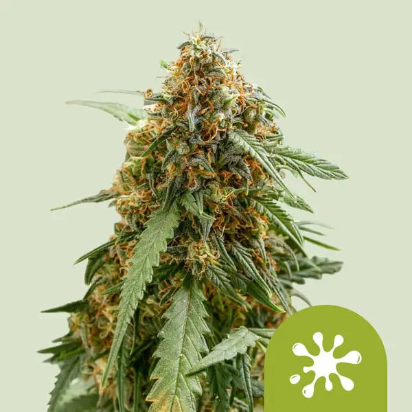 Sticky Queen Auto Cannabis Seeds by Royal Queen Seeds