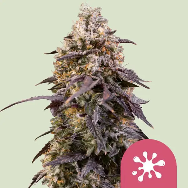 Sticky Queen Cannabis Seeds by Royal Queen Seeds