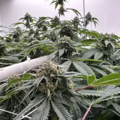 Subcool OG Cannabis Seeds by Subcool Seeds