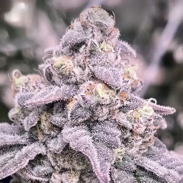 Sugar Babiez BX1 Cannabis Seeds by Dungeon Vault Genetics