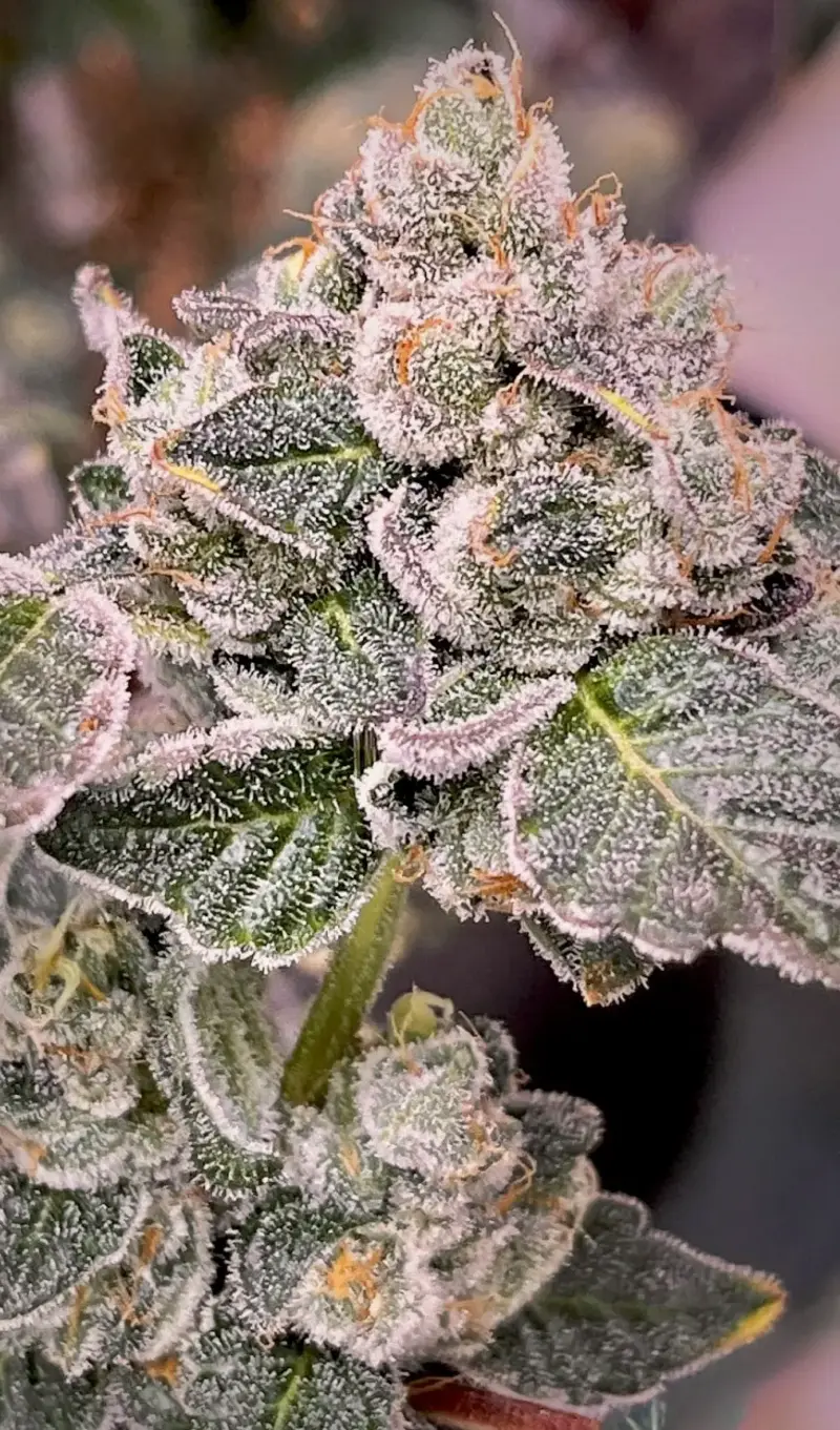 Sugar Babiez BX1 Cannabis Seeds by Dungeon Vault Genetics