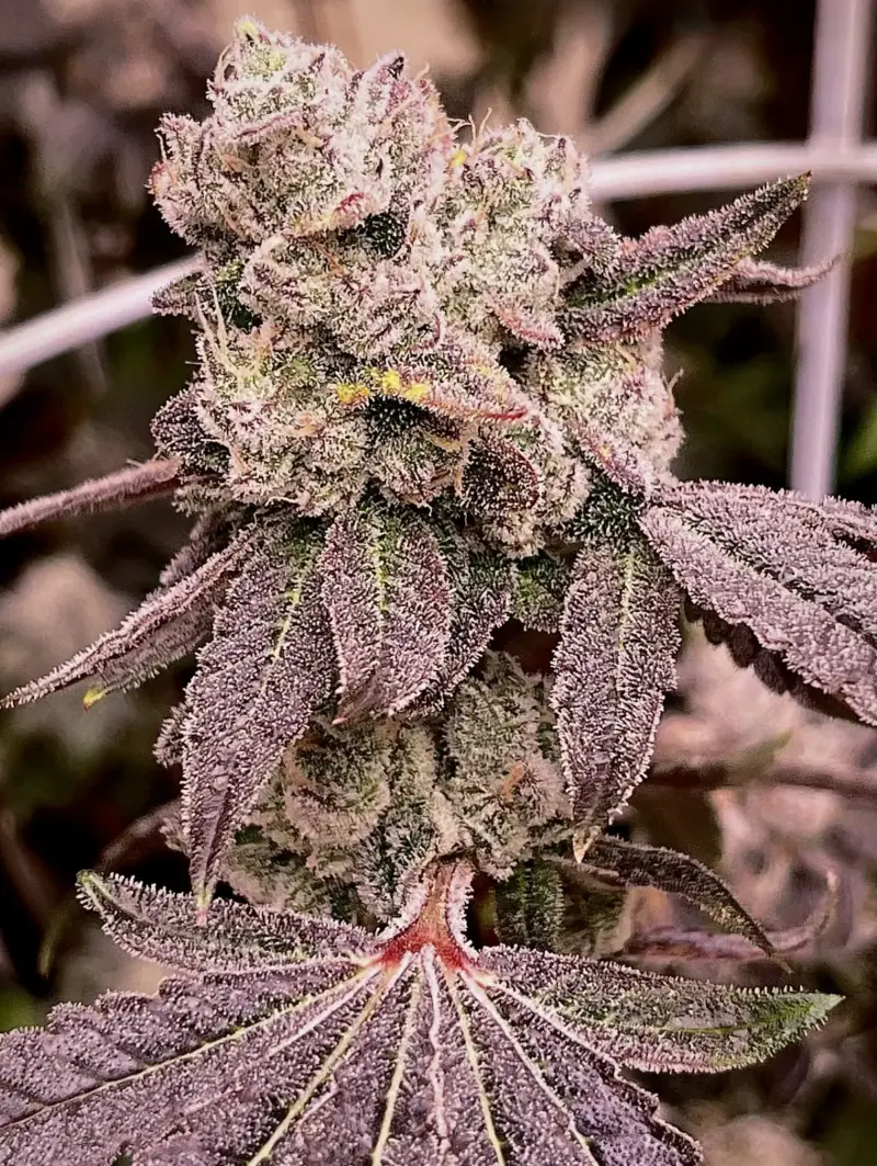 Sugar Babiez BX1 Cannabis Seeds by Dungeon Vault Genetics