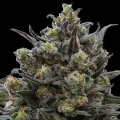 Time Warp Cannabis Seeds by Ziplock Seeds