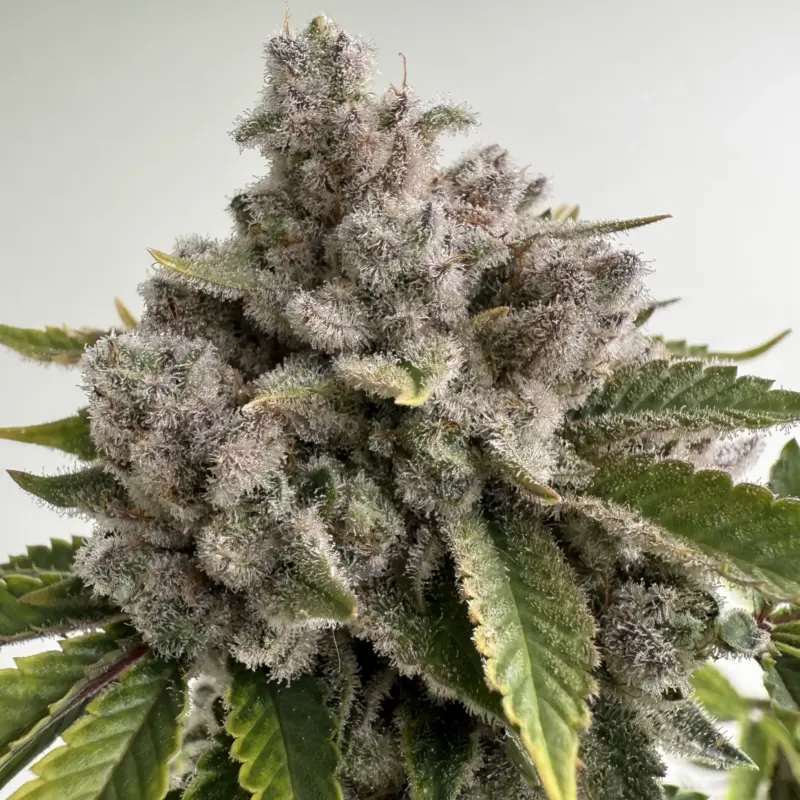 Toxic Berries Cannabis Seeds by Dungeon Vault Genetics