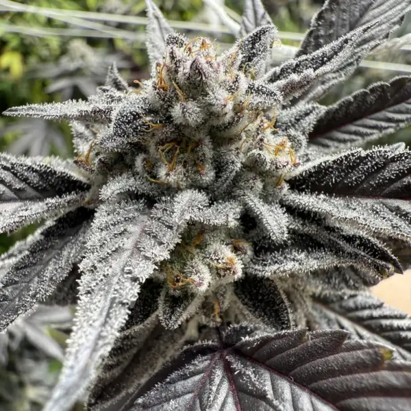 Toxic Berries Cannabis Seeds by Dungeon Vault Genetics