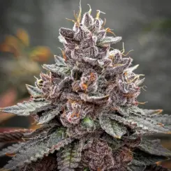Tropical Jellato Cannabis Seeds by Dungeon Vault Genetics