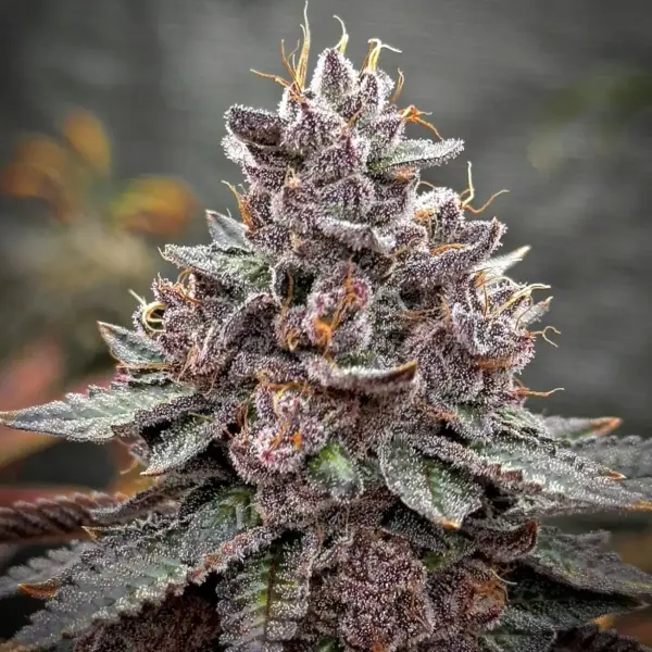 Tropical Jellato Cannabis Seeds by Dungeon Vault Genetics