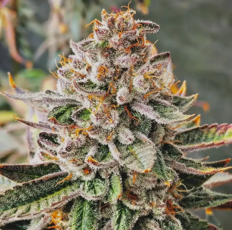 Tropical Jellato Cannabis Seeds by Dungeon Vault Genetics