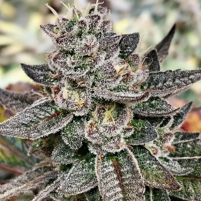 Tropical Jellato Cannabis Seeds by Dungeon Vault Genetics