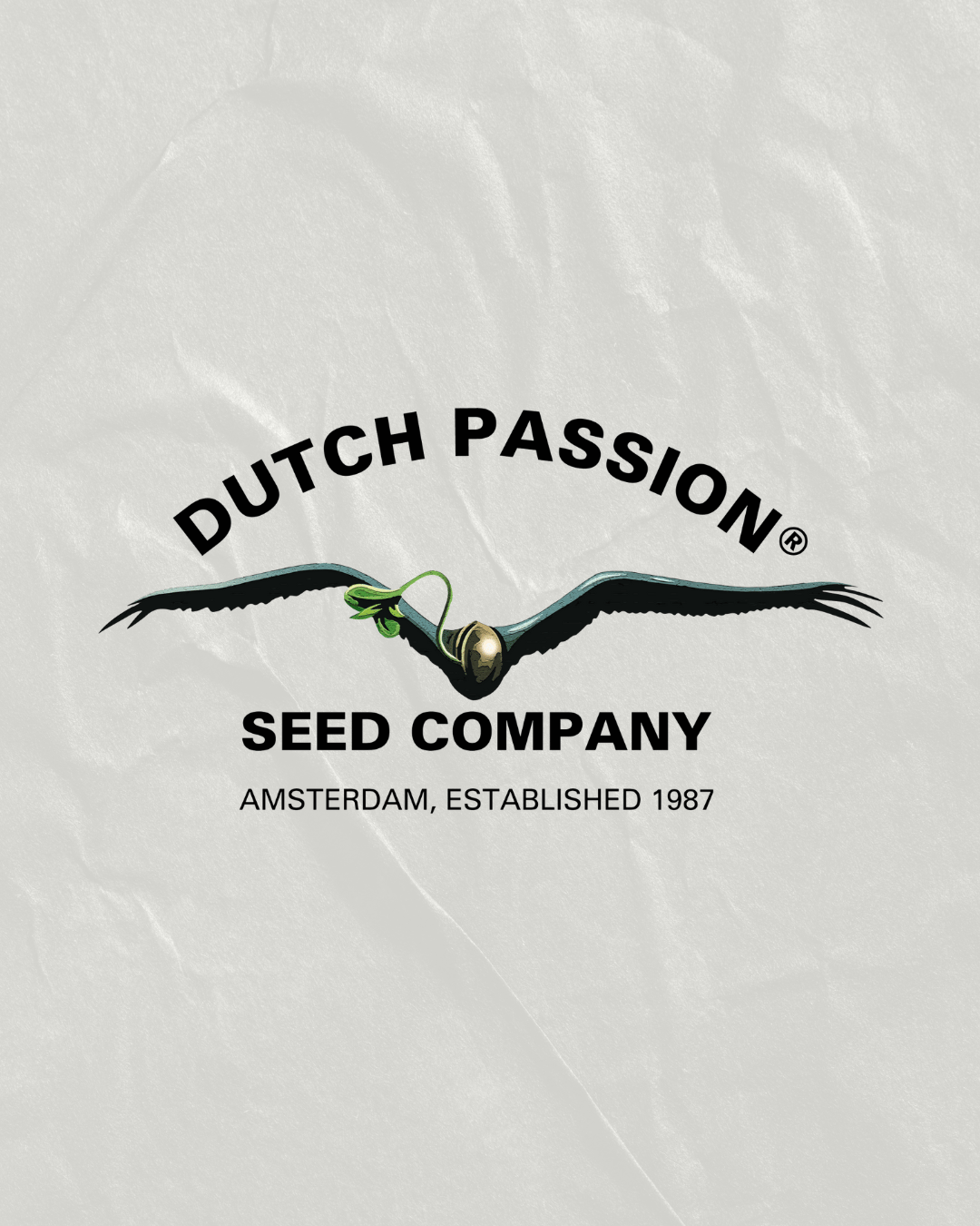 Dutch Passion - Photoperiod Cannabis Seeds cannabis seeds