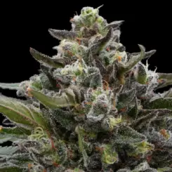 Wildflower Cannabis Seeds by Ziplock Seeds