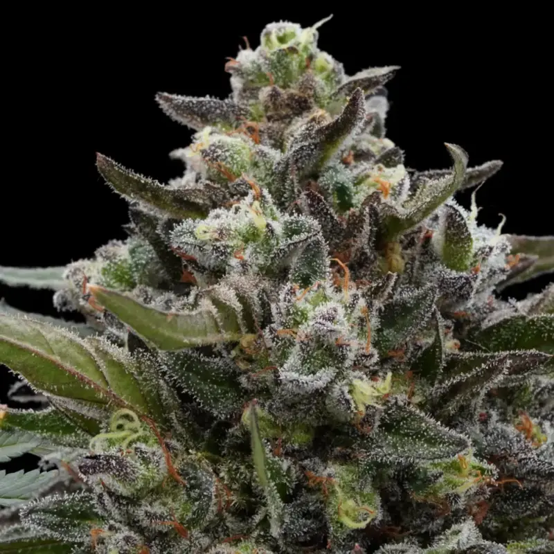 Wildflower Cannabis Seeds by Ziplock Seeds