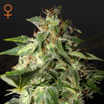 afgooey cannabis seeds by greenhouse seed co