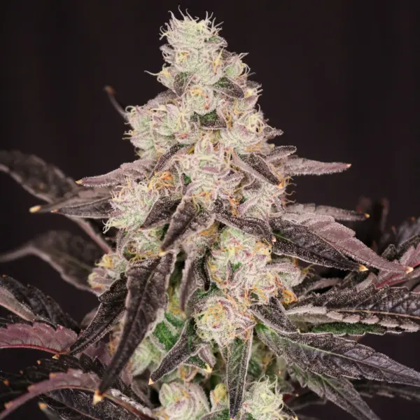atomic renegade cannabis seeds by lovin in her eyes