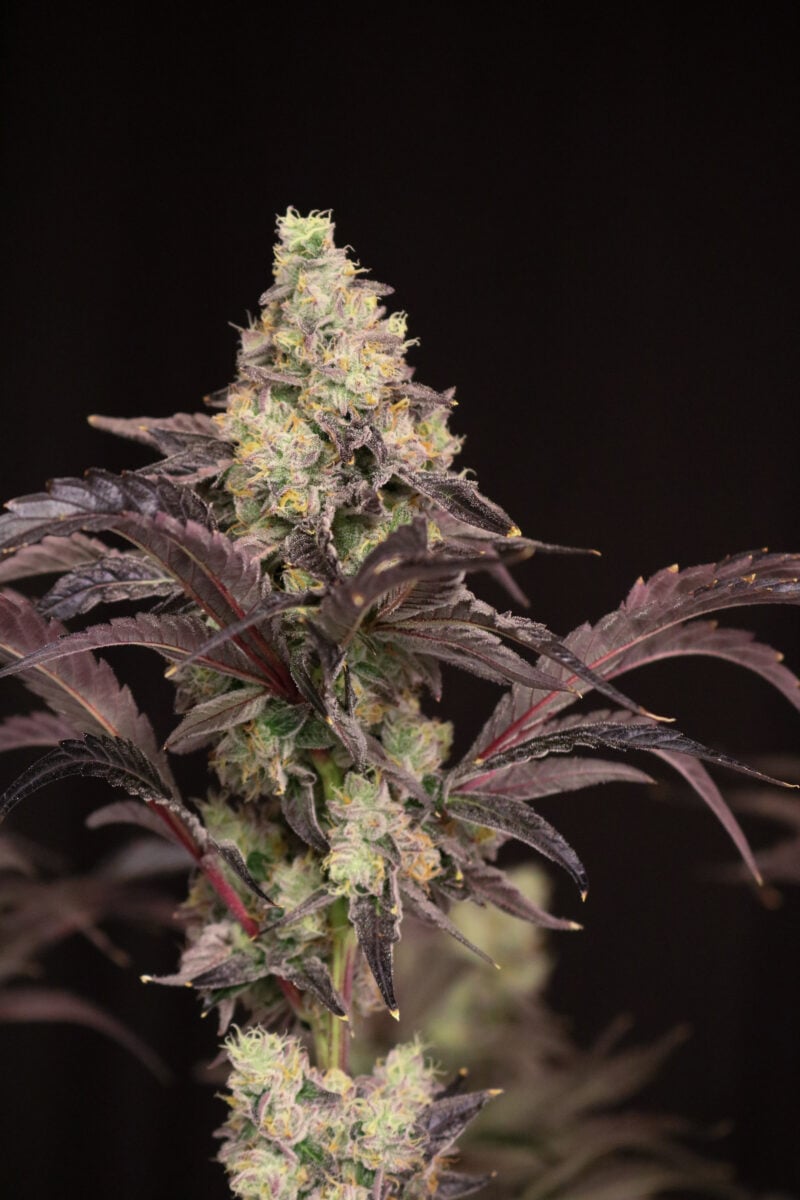 atomic renegade cannabis seeds by lovin in her eyes