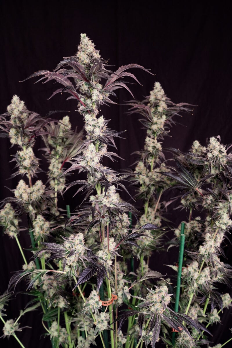 atomic renegade cannabis seeds by lovin in her eyes