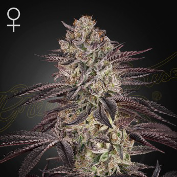 biscotti cannabis seeds by greenhouse seed co